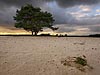 Een eenzame boom op de Lange Duinen bij Soest