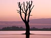 Een eenzame boom in de rivier de Lek