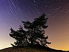 Nachtelijk boompje op met sterrensporen