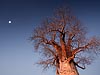 Baobab en Maan