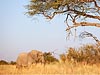 Olifant in Chobe