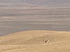 Springbok in de woestijn