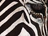 Zebra detail